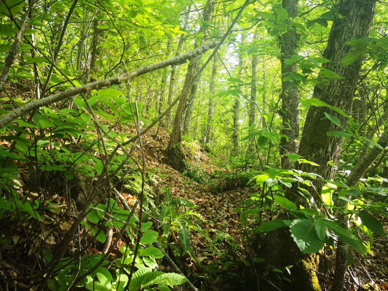 Finca Naturacanaria Moya  エクステリア 写真
