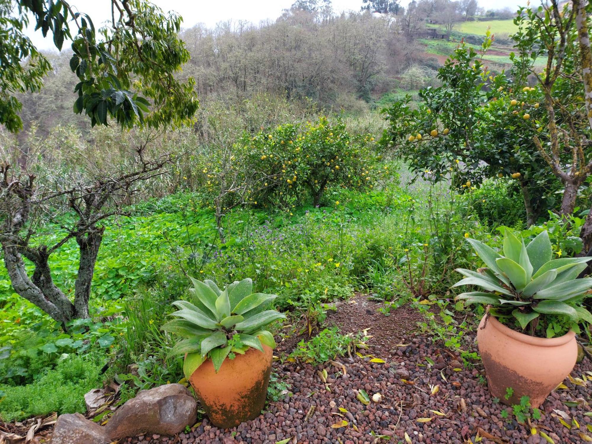 Finca Naturacanaria Moya  エクステリア 写真